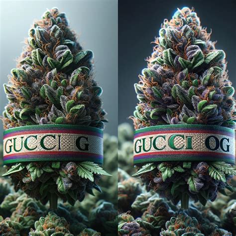 gucci bx strain|gucci lato strain.